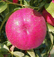 Fiches variétales Pêches Nectarines - Variété Nefertiti, nectarine à chair jaune (dans l'arbre)